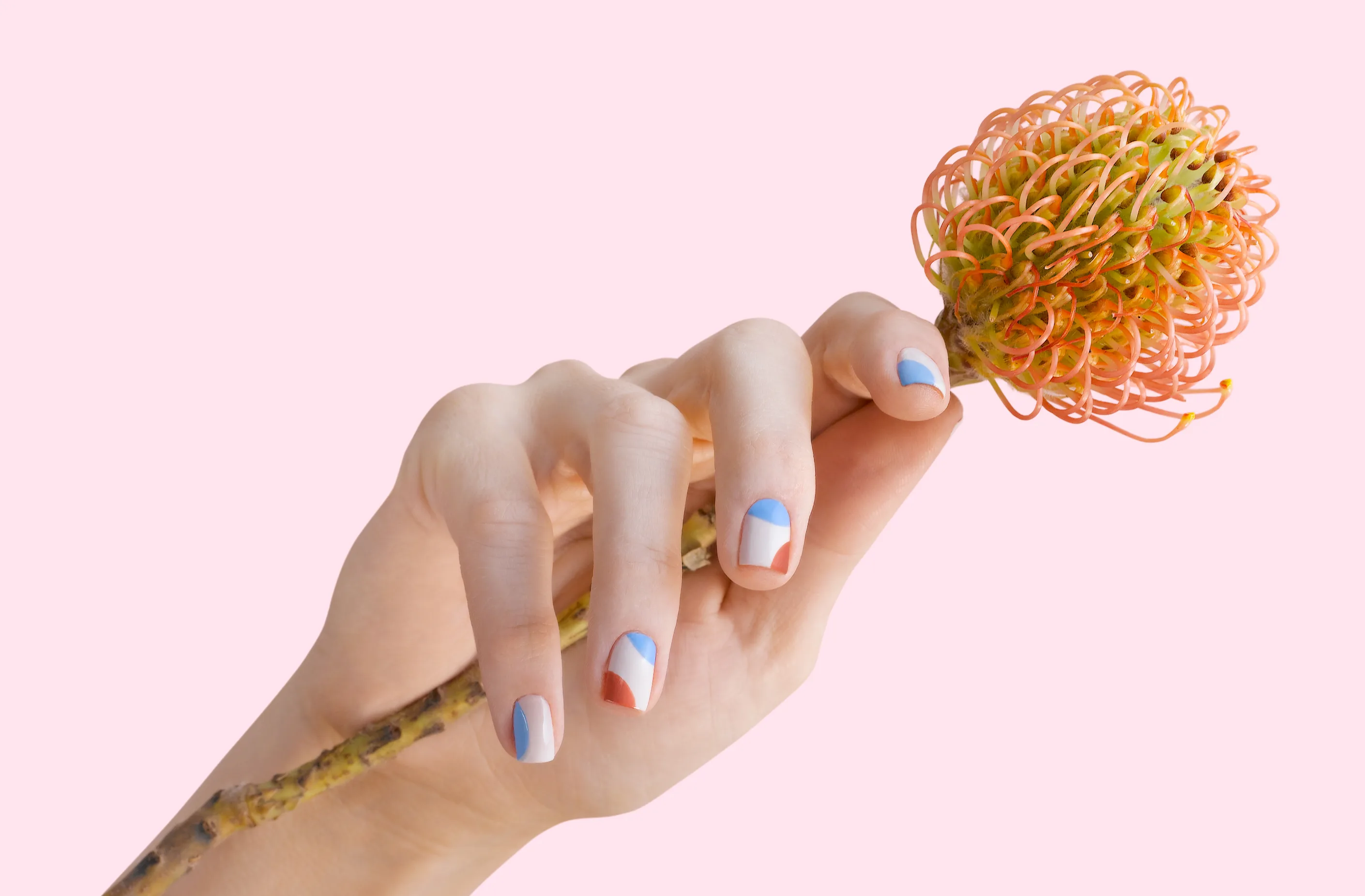 Hand holding a pincushion-protea bloom with abstract blue, white and coral nail art